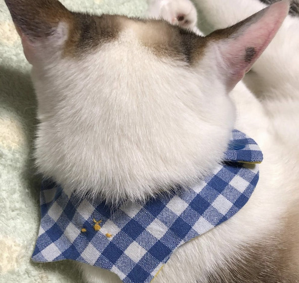 チマホマ社8