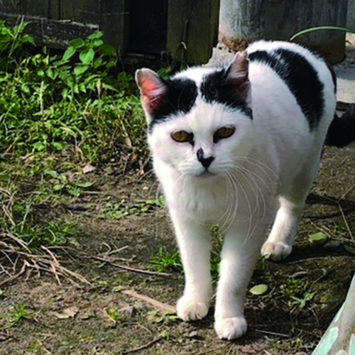 越路ねこ部写真展2