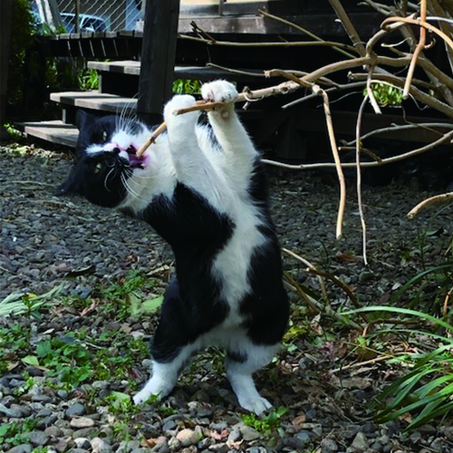 越路ねこ部写真展3