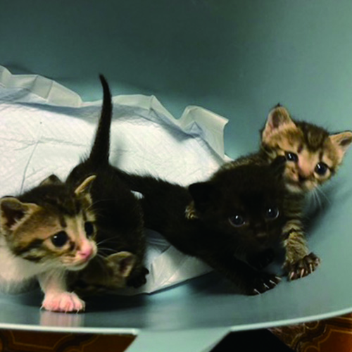 越路ねこ部写真展4