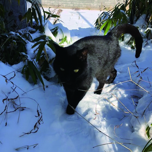 越路ねこ部写真展5