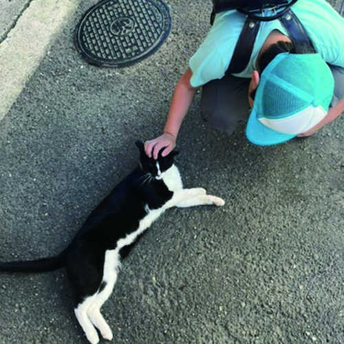 越路ねこ部写真展6