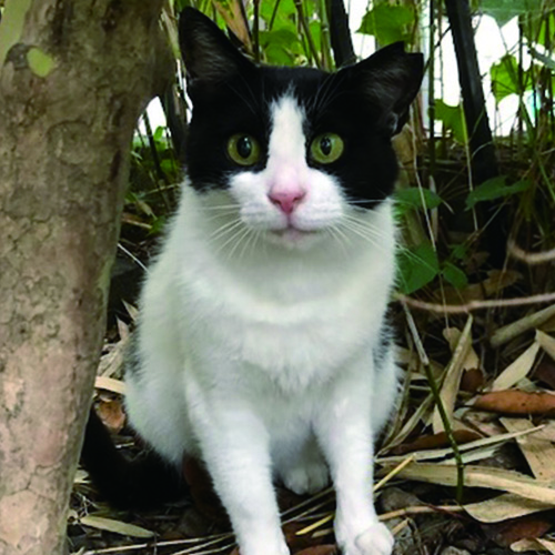 越路ねこ部写真展7