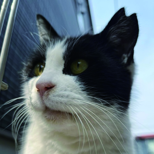 越路ねこ部写真展8