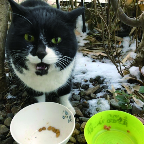 越路ねこ部写真展9