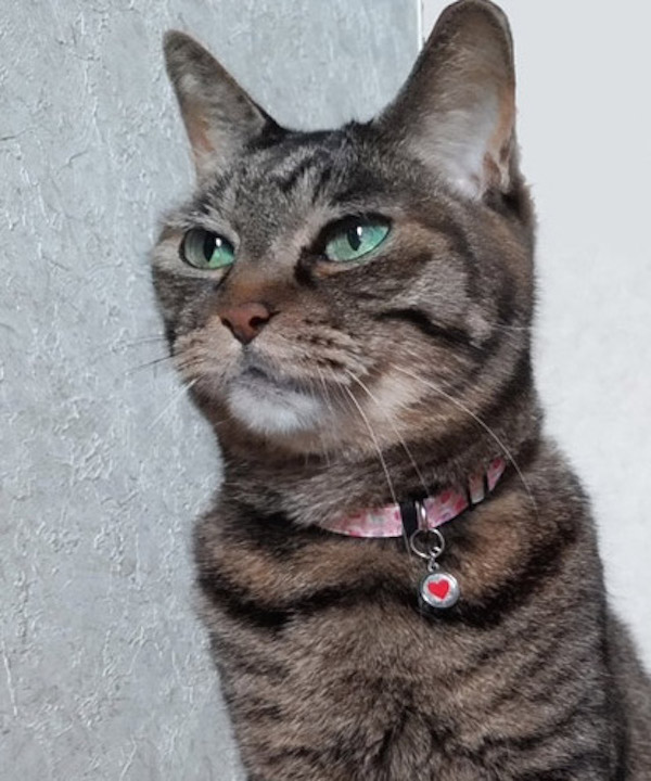 ねこのくびわ　コトフク