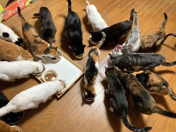 猫里親さん募集！にゃんこ組