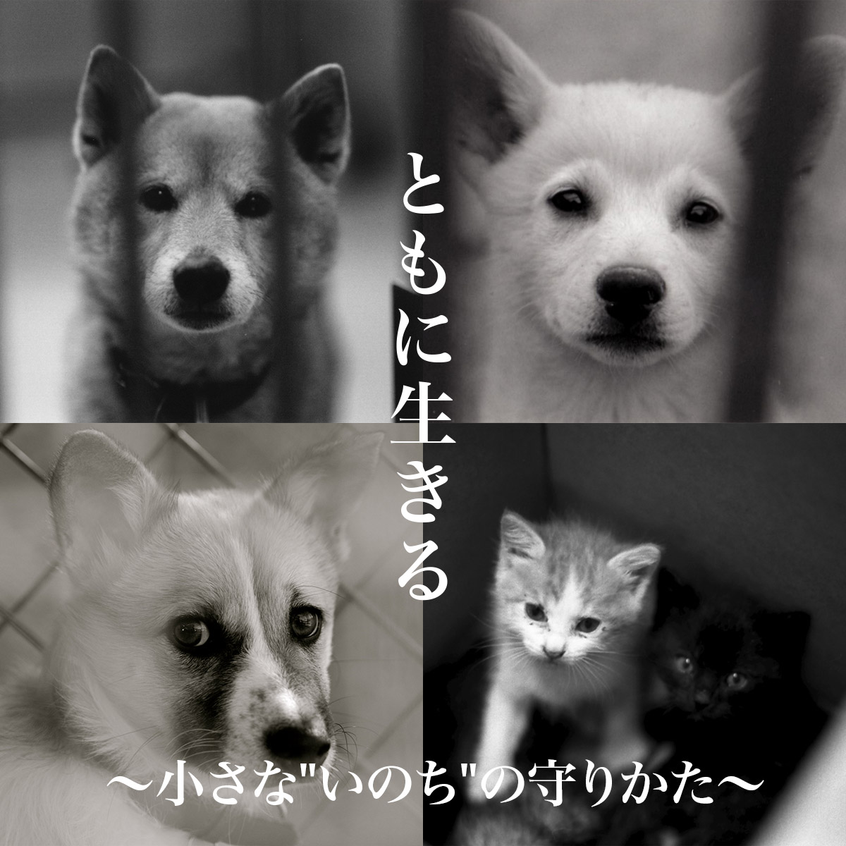 児玉小枝写真展