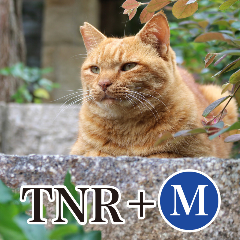 TNR+M